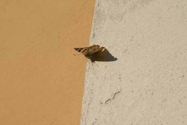 a_cappella_PUR_04